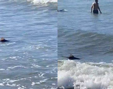 Susto en Mar del Plata: apareció un tiburón en la orilla de una playa céntrica