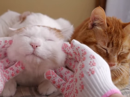 el placentero masaje que recibe este gato el placentero masaje que recibe este gato