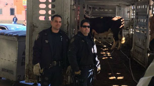 Una vaca se escapó del matadero y salió a correr por Nueva York: se salvó