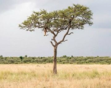 ¿Dónde está el leopardo?