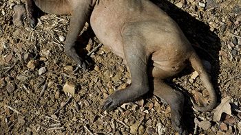 Chupacabras1 Chupacabras1