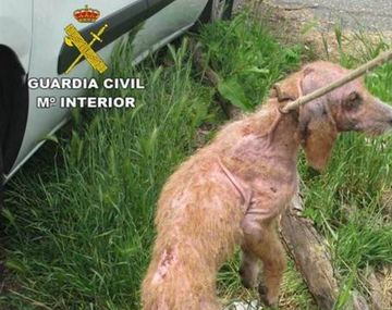 Las autoridades rescataron a 15 perro desnutridos y enfermos