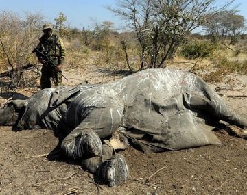 Unos 300&nbsp;de elefantes&nbsp;murieron&nbsp;en Botsuana en las &uacute;ltimas semanas