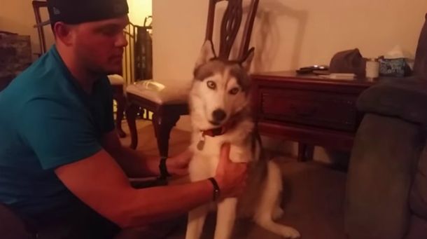 Un siberiano travieso comió por error la marihuana de su dueño y mirá lo que le pasó