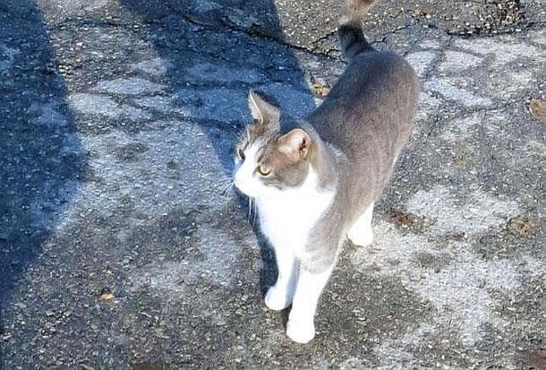 El devoto gato Toldo