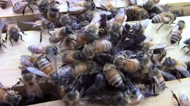 El ataque mortal de un enjambre de abejas a una araña