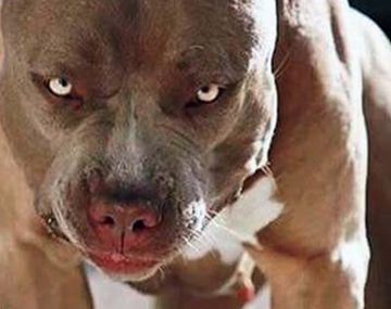 Alarma en Córdoba por otro ataque de un pitbull: un bebé de 9 meses quedó internado