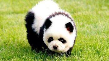 clausuran un circo que hacia pasar a perros chow chow como osos panda clausuran un circo que hacia pasar a perros chow chow como osos panda
