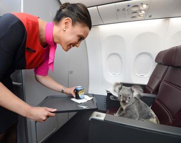 Estos cuatro koalas viajaron en primera clase