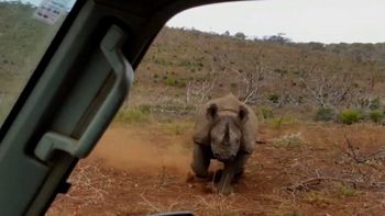 ¡de infarto! fotografiaban a un rinoceronte y mira lo que les paso ¡de infarto! fotografiaban a un rinoceronte y mira lo que les paso