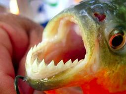 alerta por varios ataques de palometas en el rio parana: un hombre perdio un dedo alerta por varios ataques de palometas en el rio parana: un hombre perdio un dedo