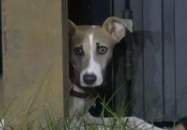 El Congelados más esperado en la casa de Gran Hermano: entró Arturo, el perro que tanto esperaban