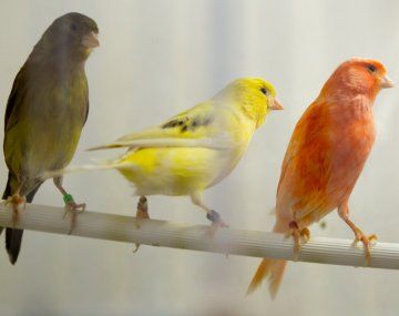 Desmontaron un criadero ilegal de canarios