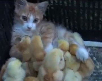 La hermandad de una gatita con varios pollitos recién nacidos