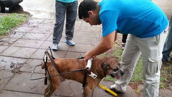 la historia de los alumnos que fabrican carros ortopedicos para perros la historia de los alumnos que fabrican carros ortopedicos para perros