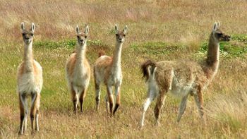 pedian correr guanacos hasta matarlos pedian correr guanacos hasta matarlos
