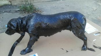El heroico rescate de un perro cubierto de brea El heroico rescate de un perro cubierto de brea