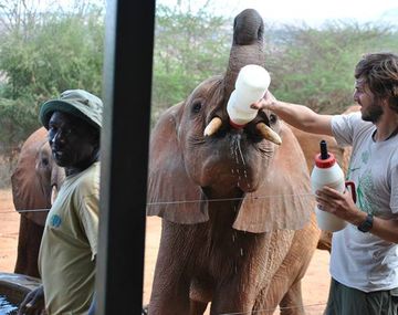 Conmovedor: un veterinario argentino dejó todo para ir a curar elefantes en África