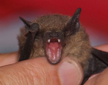 Aumentó el consumo de carne de murciélago en Indonesia