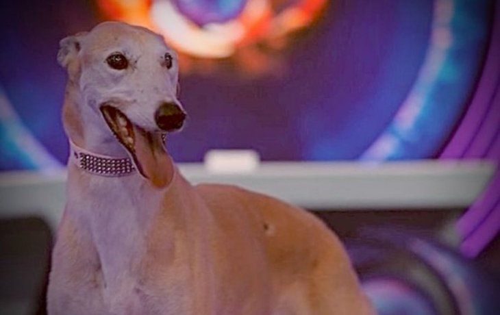 La historia de Paris, la perrita que ingresó a revolucionar Gran Hermano