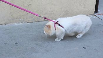 esto es lo que pasa cuando intentas sacar a pasear a un gato esto es lo que pasa cuando intentas sacar a pasear a un gato