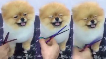 un perro no puede disimular que disfruta al maximo su dia en el spa canino un perro no puede disimular que disfruta al maximo su dia en el spa canino