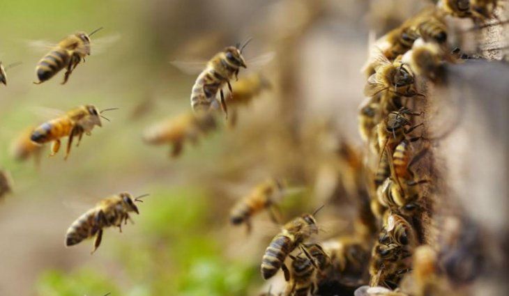 Córdoba: un hombre murió tras el ataque de un enjambre de abejas