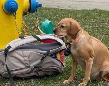 Abandonó a su perra con una carta y una mochila llena de juguetes