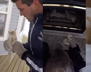 Rescataron a un gatito congelado en la nieve