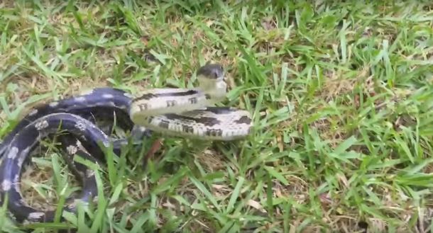 VIDEO: Filmaba una serpiente y casi le muerde la mano