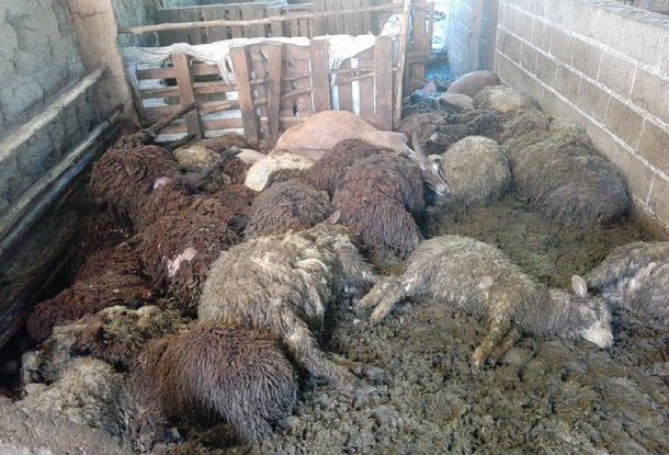 Salvaje matanza de animales: una jauría descuartizó dos rebaños de ovejas y cabras