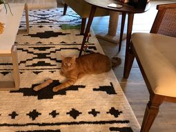 La increíble ilusión óptica en la foto de un gato que hace furor en las redes