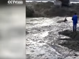 rescatan a un ciervo que estaba atrapado con una pala excavadora rescatan a un ciervo que estaba atrapado con una pala excavadora