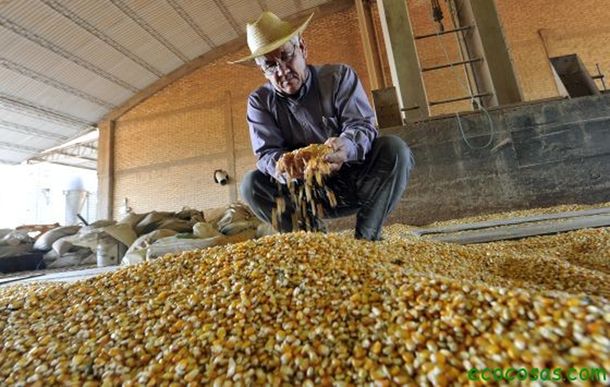 Europa avanza en el cultivo de los transgénicos