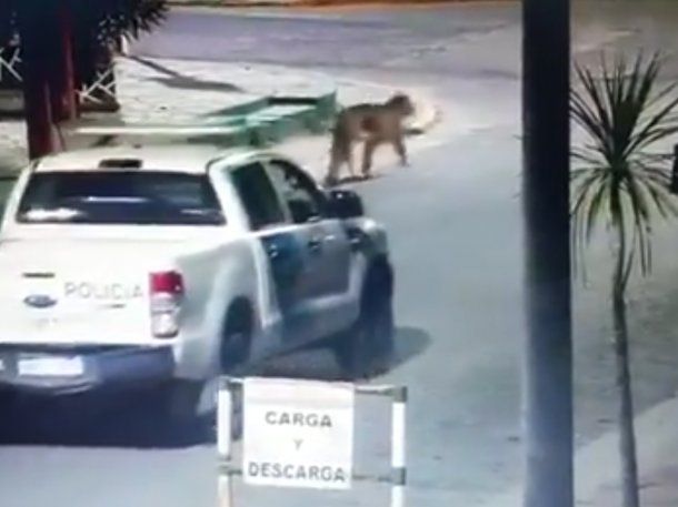 Dieron por finalizada la búsqueda del puma que generó pánico en Villa Gesell