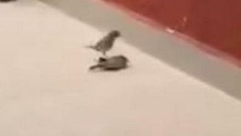 increible: un pajarito resucito a otro y consiguio que vuelva a volar increible: un pajarito resucito a otro y consiguio que vuelva a volar