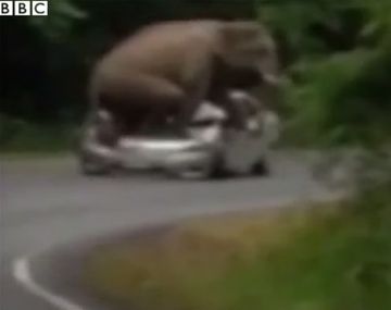 Un elefante en celo ataca y aplasta un auto