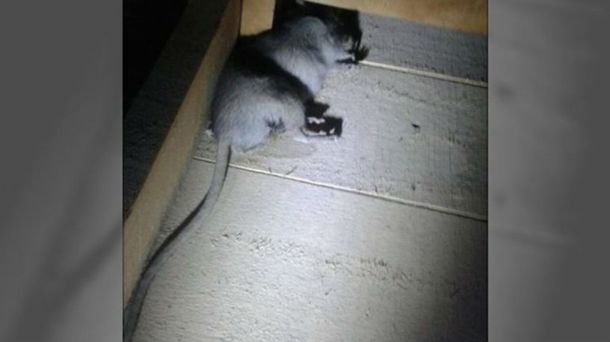 El roedor estaba muerto en el techo de su casa