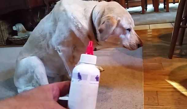 Mirá la reacción de un perro cuando tiene que tomar sus medicamentos