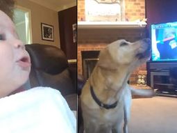 video: mira la competencia de aullidos entre dos perros y un bebe video: mira la competencia de aullidos entre dos perros y un bebe