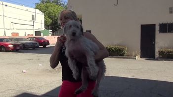 emotivo rescate de un perro que vivia en un estacionamiento