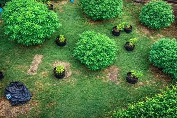 Córdoba: secuestraron 17 plantas de marihuana y detuvieron a la dueña de la huerta
