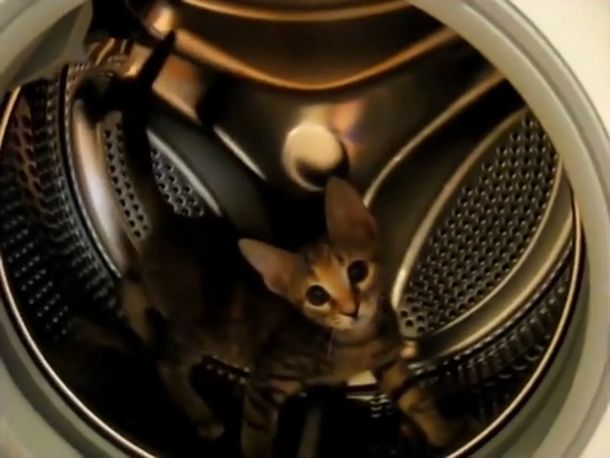 El gato que se cree hámster: mirá cómo juega en un lavarropas