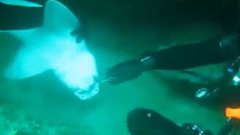 video: un tiburon se acerco a unos buceadores para pedir ayuda video: un tiburon se acerco a unos buceadores para pedir ayuda