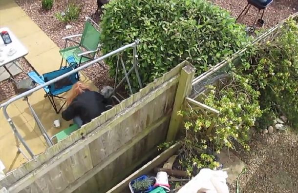 La mujer fue condenada a 18 meses de cárcel por golpear brutalmente a su perro