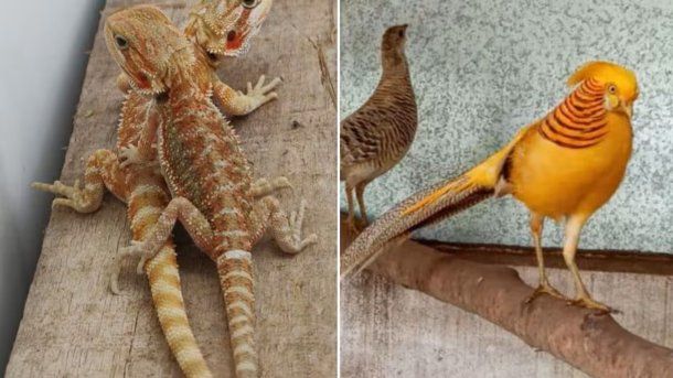 La Matanza: rescatan 220 animales en un operativo contra la venta ilegal de fauna silvestre