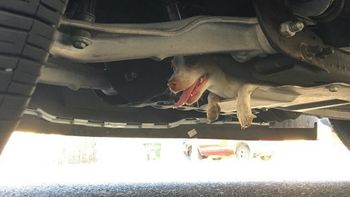 un perro quedo atrapado durante 20 minutos debajo de una camioneta de policia un perro quedo atrapado durante 20 minutos debajo de una camioneta de policia