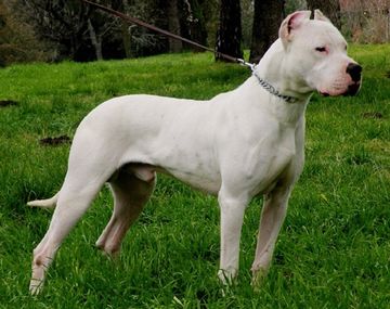 Un dogo atacó y mató a una nena de dos años en Ensenada