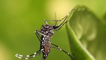 mosquitos para terminar con el dengue mosquitos para terminar con el dengue