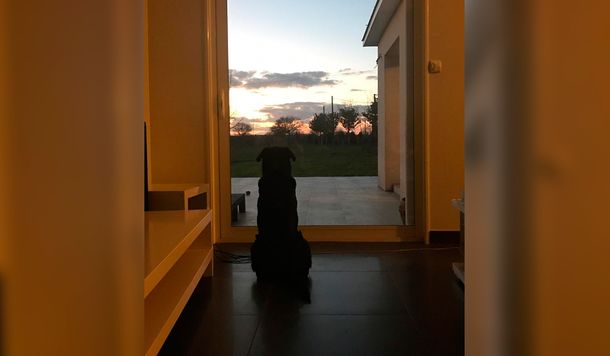 Nala, la perra de Emiliano Sala, espera la vuelta del futbolista argentino